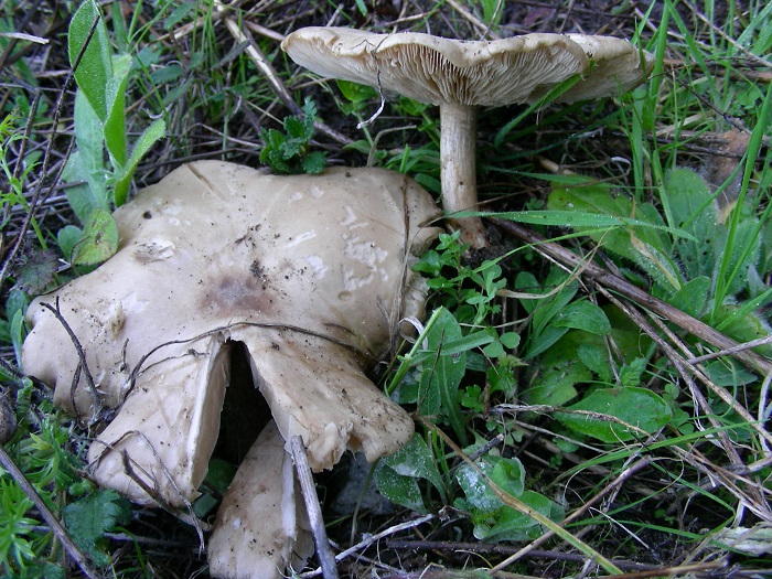 590 Febbraio vecchio ritrovamento